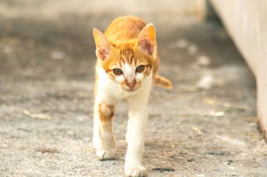 Turuncu bir kedinin sakin bakışları tetikte ve gözlemci olduğunu gösterir..