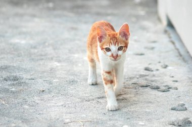 Turuncu bir kedinin sakin bakışları tetikte ve gözlemci olduğunu gösterir..