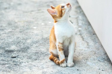 Turuncu bir kedinin sakin bakışları tetikte ve gözlemci olduğunu gösterir..