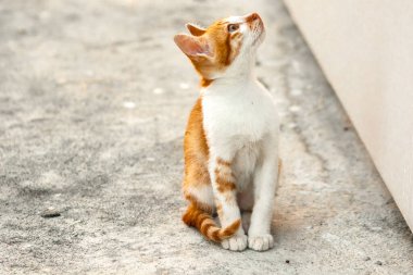 Turuncu bir kedinin sakin bakışları tetikte ve gözlemci olduğunu gösterir..