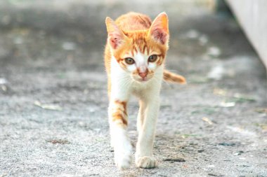 Turuncu bir kedinin sakin bakışları tetikte ve gözlemci olduğunu gösterir..