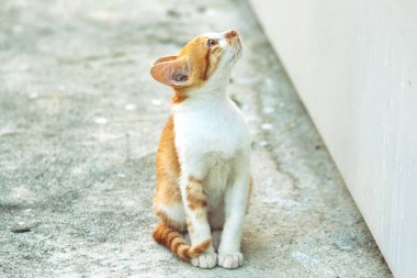 Turuncu bir kedinin sakin bakışları tetikte ve gözlemci olduğunu gösterir..