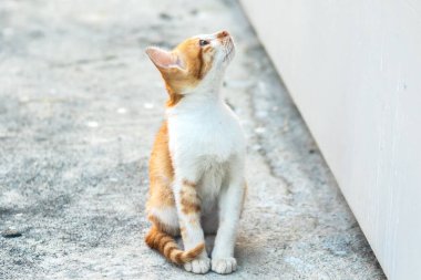 Turuncu bir kedinin sakin bakışları tetikte ve gözlemci olduğunu gösterir..