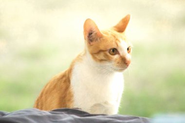 Turuncu bir kedinin sakin bakışları tetikte ve gözlemci olduğunu gösterir..