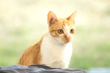 Turuncu bir kedinin sakin bakışları tetikte ve gözlemci olduğunu gösterir..