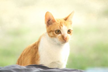 Turuncu bir kedinin sakin bakışları tetikte ve gözlemci olduğunu gösterir..