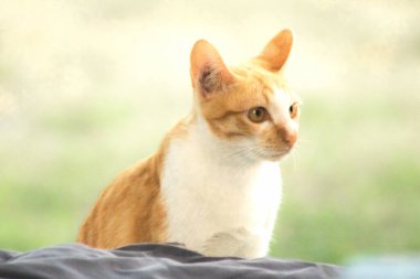 Turuncu bir kedinin sakin bakışları tetikte ve gözlemci olduğunu gösterir..