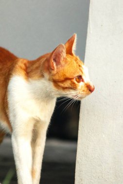 Turuncu bir kedinin sakin bakışları tetikte ve gözlemci olduğunu gösterir..