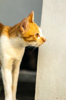 Turuncu bir kedinin sakin bakışları tetikte ve gözlemci olduğunu gösterir..