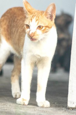 Turuncu bir kedinin sakin bakışları tetikte ve gözlemci olduğunu gösterir..