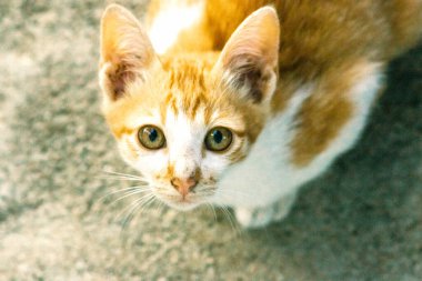 Turuncu bir kedinin sakin bakışları tetikte ve gözlemci olduğunu gösterir..