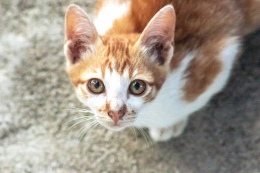 Turuncu bir kedinin sakin bakışları tetikte ve gözlemci olduğunu gösterir..