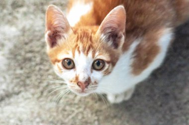 Turuncu bir kedinin sakin bakışları tetikte ve gözlemci olduğunu gösterir..