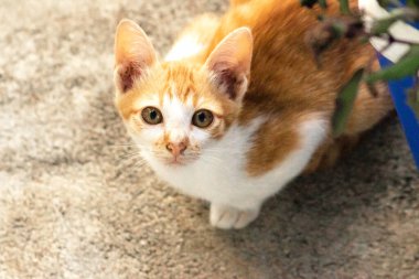 Turuncu bir kedinin sakin bakışları tetikte ve gözlemci olduğunu gösterir..