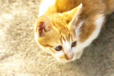 Turuncu bir kedinin sakin bakışları tetikte ve gözlemci olduğunu gösterir..