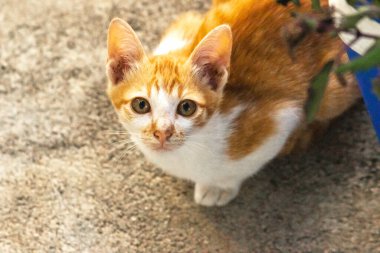 Turuncu bir kedinin sakin bakışları tetikte ve gözlemci olduğunu gösterir..