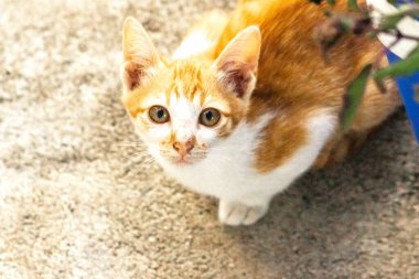 Turuncu bir kedinin sakin bakışları tetikte ve gözlemci olduğunu gösterir..