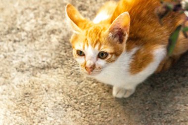 Turuncu bir kedinin sakin bakışları tetikte ve gözlemci olduğunu gösterir..