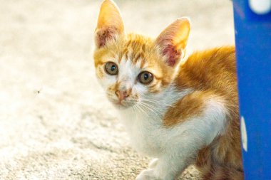 Turuncu bir kedinin sakin bakışları tetikte ve gözlemci olduğunu gösterir..