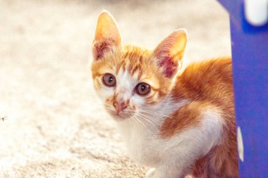 Turuncu bir kedinin sakin bakışları tetikte ve gözlemci olduğunu gösterir..