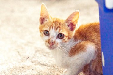 Turuncu bir kedinin sakin bakışları tetikte ve gözlemci olduğunu gösterir..