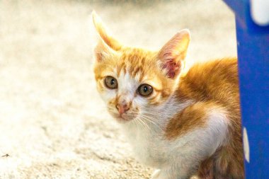 Turuncu bir kedinin sakin bakışları tetikte ve gözlemci olduğunu gösterir..