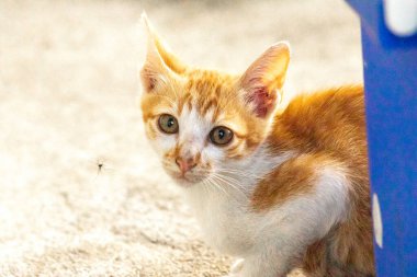 Turuncu bir kedinin sakin bakışları tetikte ve gözlemci olduğunu gösterir..