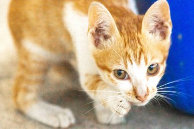 Turuncu bir kedinin sakin bakışları tetikte ve gözlemci olduğunu gösterir..