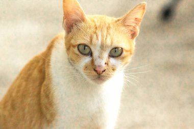 Turuncu bir kedinin sakin bakışları tetikte ve gözlemci olduğunu gösterir..