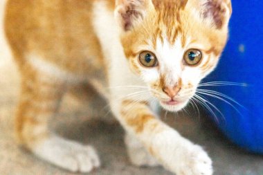 Turuncu bir kedinin sakin bakışları tetikte ve gözlemci olduğunu gösterir..