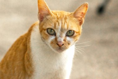 Turuncu bir kedinin sakin bakışları tetikte ve gözlemci olduğunu gösterir..