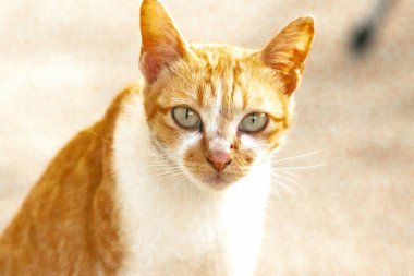 Turuncu bir kedinin sakin bakışları tetikte ve gözlemci olduğunu gösterir..