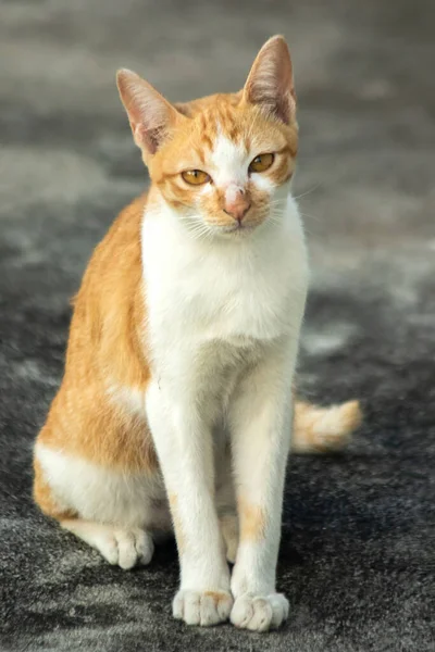 Turuncu bir kedi oturuyor ve sakince bakıyor..