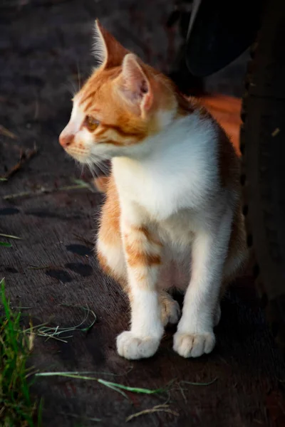 Turuncu bir kedi oturuyor ve sakince bakıyor..