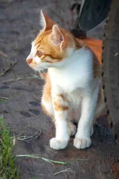 Turuncu bir kedi oturuyor ve sakince bakıyor..