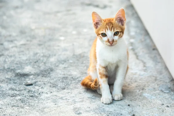 Turuncu bir kedi oturuyor ve sakince bakıyor..