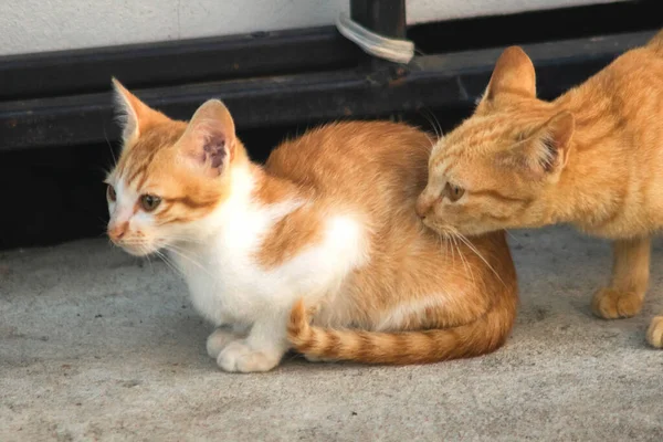 Turuncu bir kedi oturuyor ve sakince bakıyor..