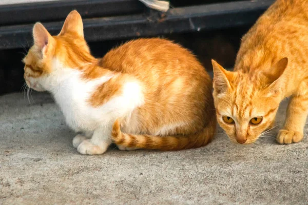 Turuncu bir kedi oturuyor ve sakince bakıyor..