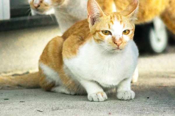 Turuncu bir kedi oturuyor ve sakince bakıyor..