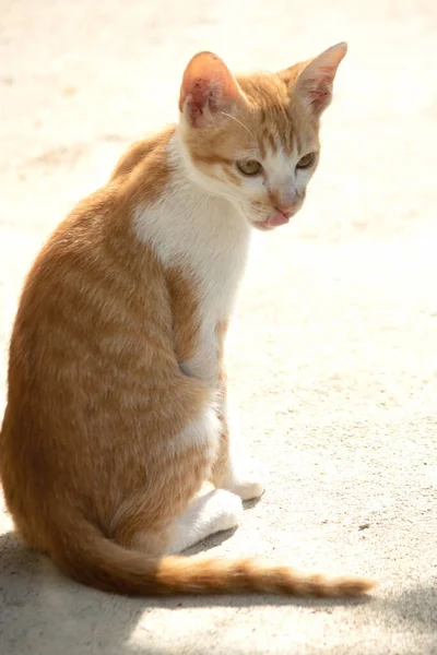 Turuncu bir kedi oturuyor ve sakince bakıyor..