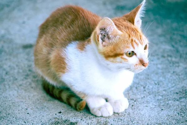 Turuncu bir kedi oturuyor ve sakince bakıyor..