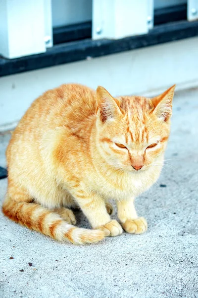 Turuncu bir kedi oturuyor ve sakince bakıyor..