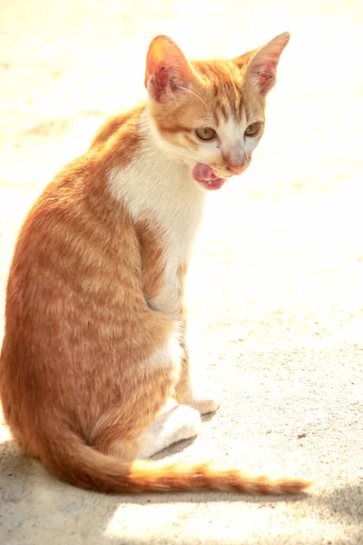 Turuncu bir kedi oturuyor ve sakince bakıyor..