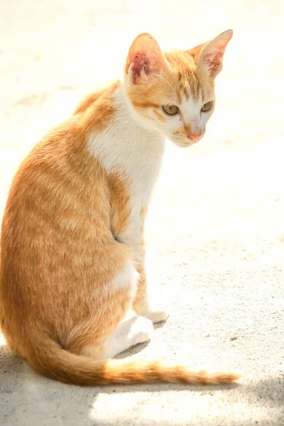 Turuncu bir kedi oturuyor ve sakince bakıyor..