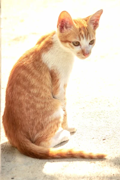 Turuncu bir kedi oturuyor ve sakince bakıyor..