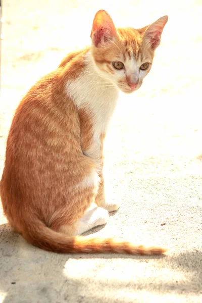 Turuncu bir kedi oturuyor ve sakince bakıyor..