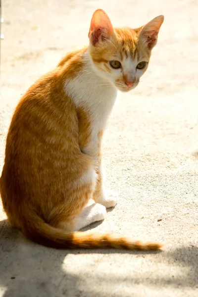 Turuncu bir kedi oturuyor ve sakince bakıyor..