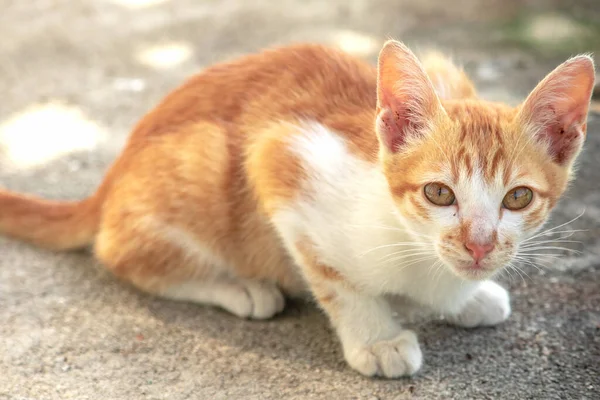 Turuncu bir kedi oturuyor ve sakince bakıyor..