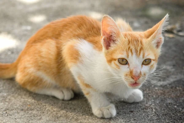 Turuncu bir kedi oturuyor ve sakince bakıyor..