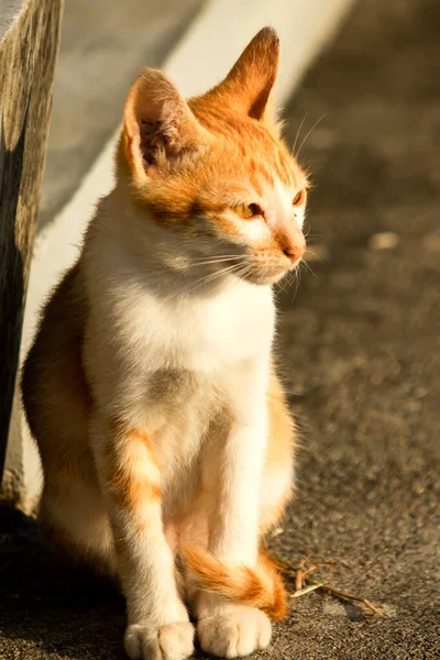 Turuncu bir kedi oturuyor ve sakince bakıyor..